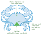 Underside crab
